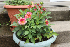 Dahlias-in-Pots-26