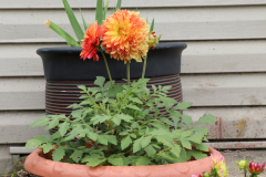 Dahlias-in-Pots-27