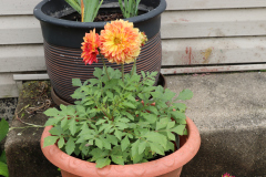 Dahlias-in-Pots-28