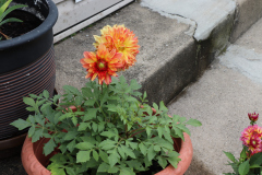 Dahlias-in-Pots-3