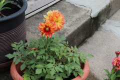 Dahlias-in-Pots-4