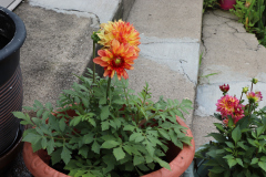 Dahlias-in-Pots-5