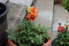 Dahlias-in-Pots-6