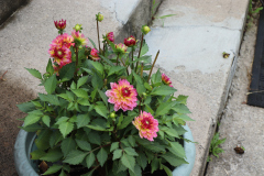 Dahlias-in-Pots-7