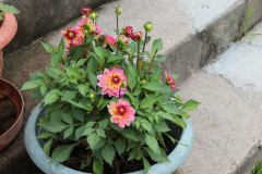 Dahlias-in-Pots-8