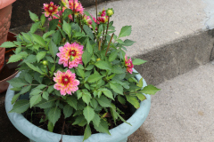 Dahlias-in-Pots-9