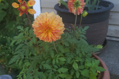 Dahlias-in-Pots-Sept-2020-w-Phone-1
