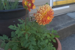 Dahlias-in-Pots-Sept-2020-w-Phone-10