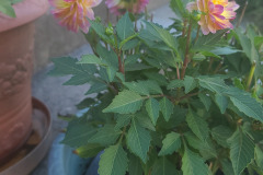 Dahlias-in-Pots-Sept-2020-w-Phone-11