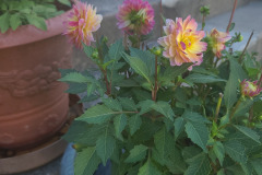 Dahlias-in-Pots-Sept-2020-w-Phone-12