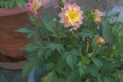 Dahlias-in-Pots-Sept-2020-w-Phone-13