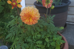 Dahlias-in-Pots-Sept-2020-w-Phone-2