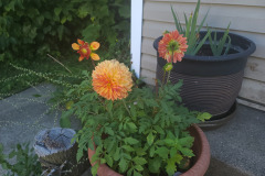 Dahlias-in-Pots-Sept-2020-w-Phone-3