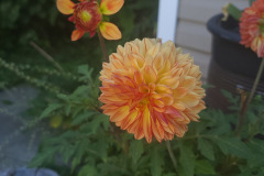 Dahlias-in-Pots-Sept-2020-w-Phone-4