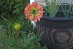 Dahlias-in-Pots-Sept-2020-w-Phone-5