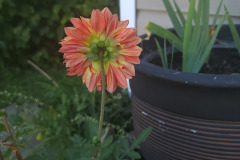 Dahlias-in-Pots-Sept-2020-w-Phone-6