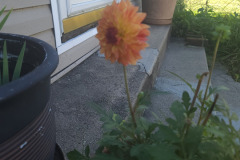Dahlias-in-Pots-Sept-2020-w-Phone-7
