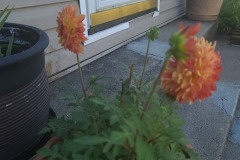 Dahlias-in-Pots-Sept-2020-w-Phone-8