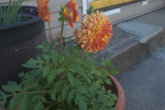Dahlias-in-Pots-Sept-2020-w-Phone-9