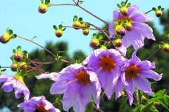 Tree-dahlia