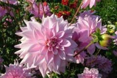 dahlia-decorative-tender-pink-flowers