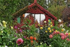 dahlia-walk-butchart-gardens-british-columbia