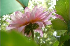 dahlia1