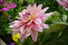 dahlia2