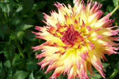 dahlia_pinktipyellow_cactus_1680