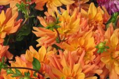 dahlias-2