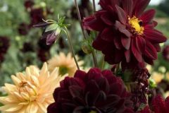 dahlias-copy