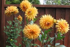 dahlias-large-2