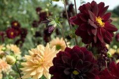 dahlias