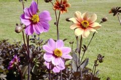 dahlias2