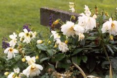 white-dahlia-flowers