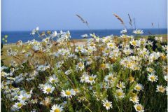 0602092217112133_nantucket_daisies
