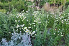 1_Daisies-May-2023-10