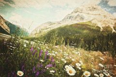 3-field-of-daisies-and-wild-flowers-sandra-cunningham