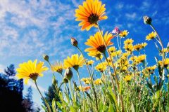 African-Daisies-800x960
