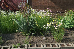 Daisies-June-2023-1