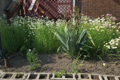Daisies-June-2023-2
