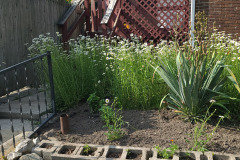 Daisies-June-2023-3