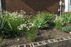 Daisies-June-2023-4