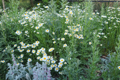 Daisies-May-2023-1