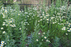 Daisies-May-2023-2