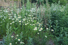 Daisies-May-2023-3