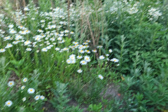 Daisies-May-2023-4