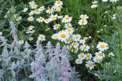 Daisies-May-2023-6