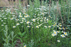 Daisies-May-2023-7
