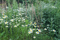 Daisies-May-2023-8
